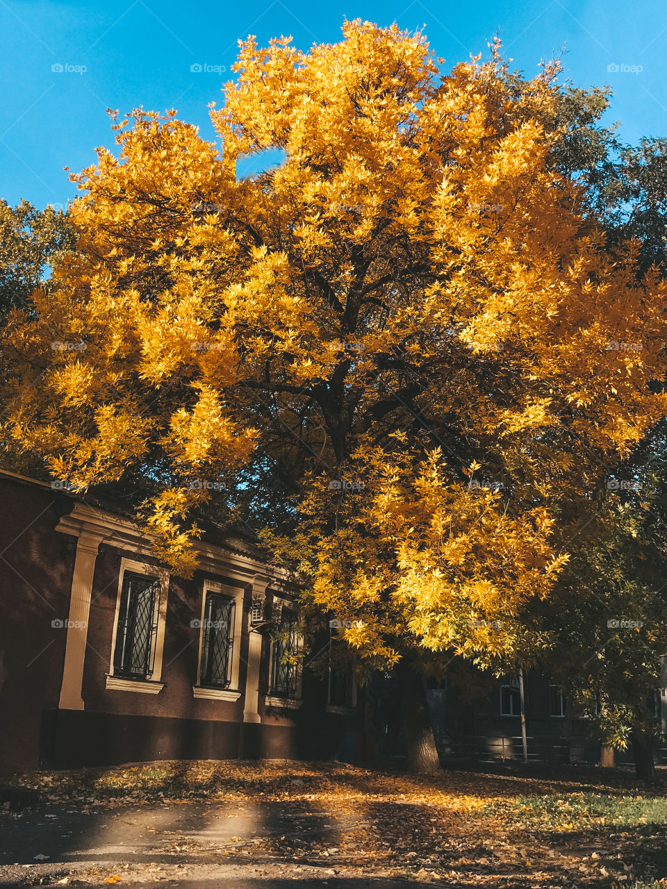 Beautiful yellow tree. Nature background