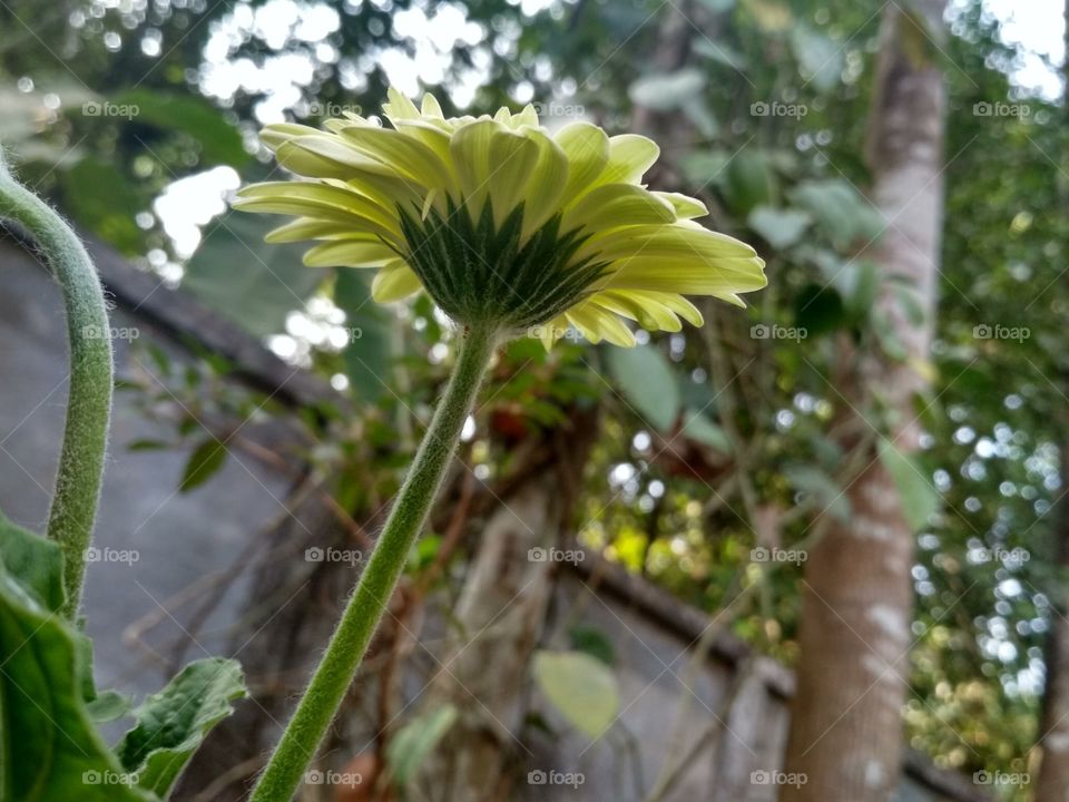 Home Garden flower
