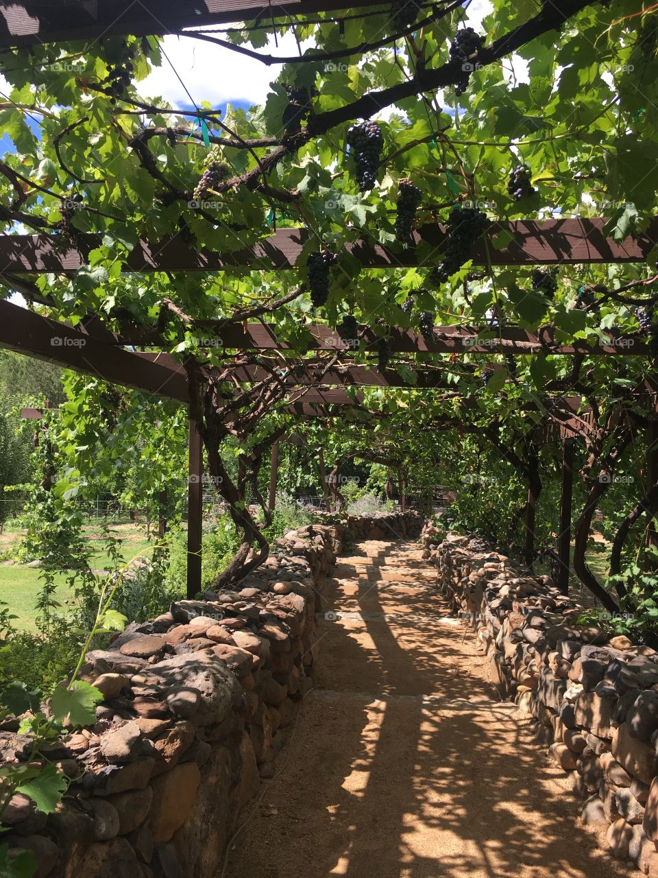 Tree, No Person, Nature, Wood, Leaf
