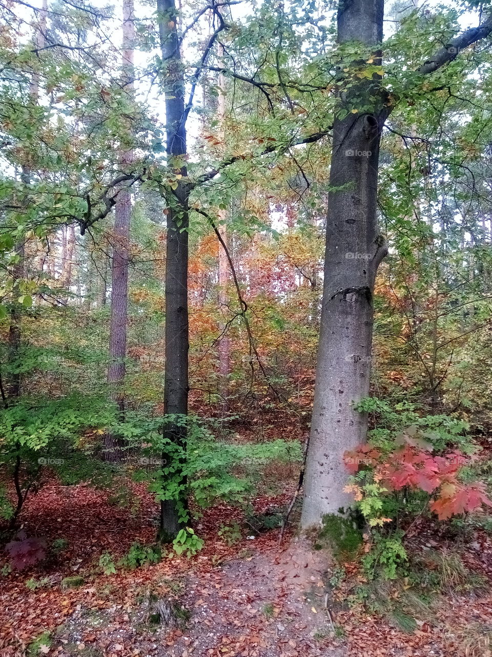 ein schöner Herbstnachmittag im Wald,die Bäume zeigen den Weg,man muss nur die Augen öffnen