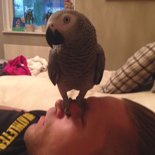 Parrot. Animal