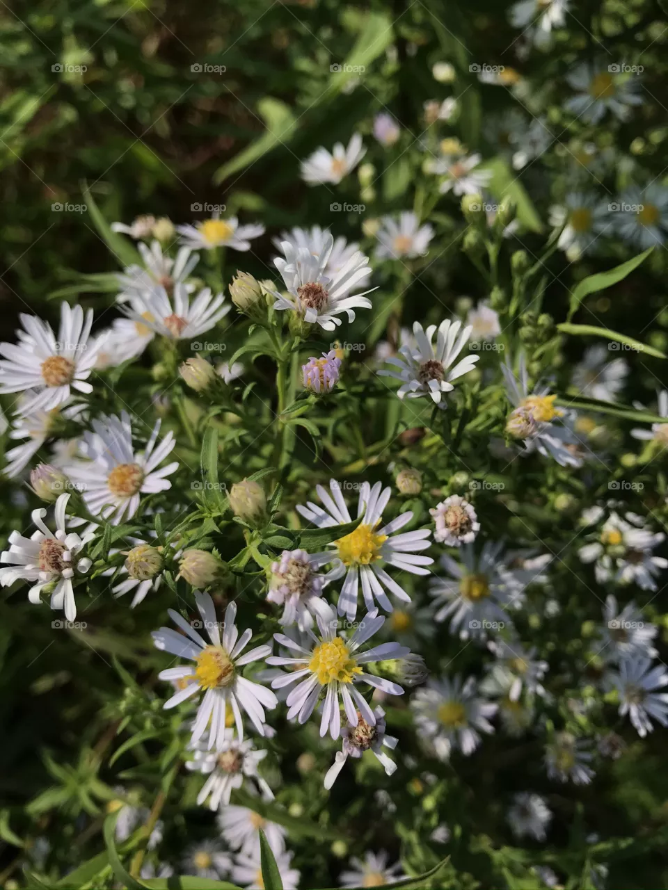 flowery spring