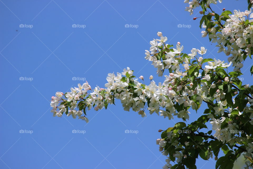 spring is here, blossoms are gorgeous under blue skies