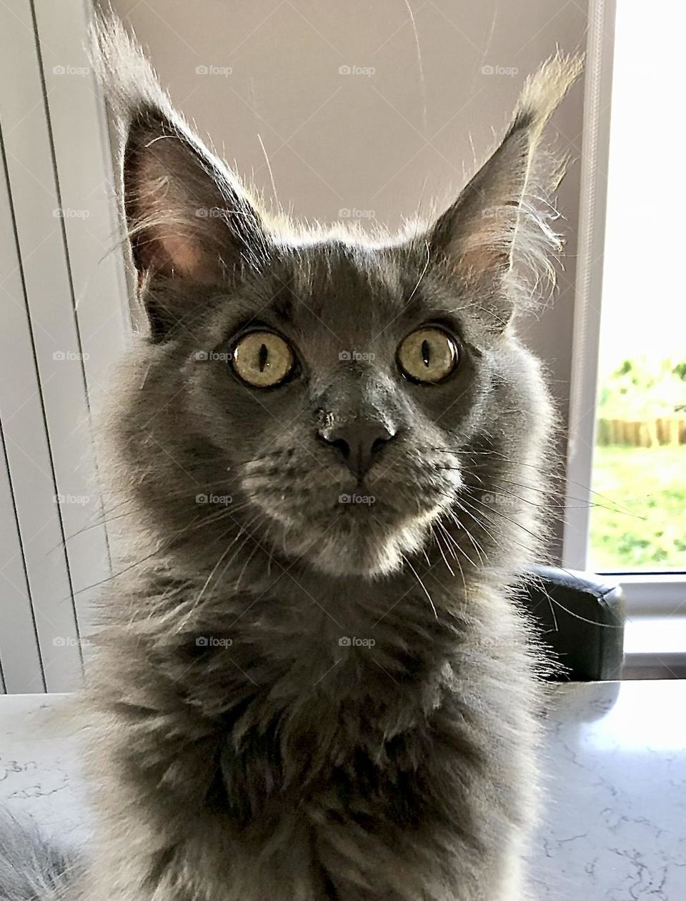 Maine coon kitten