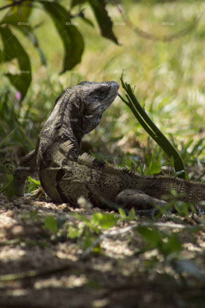 iguana