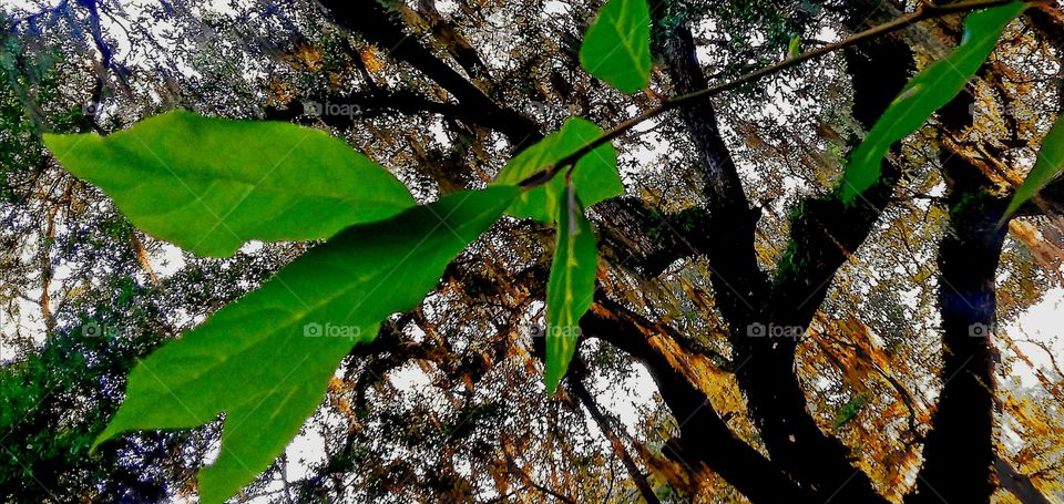tree branch leaves