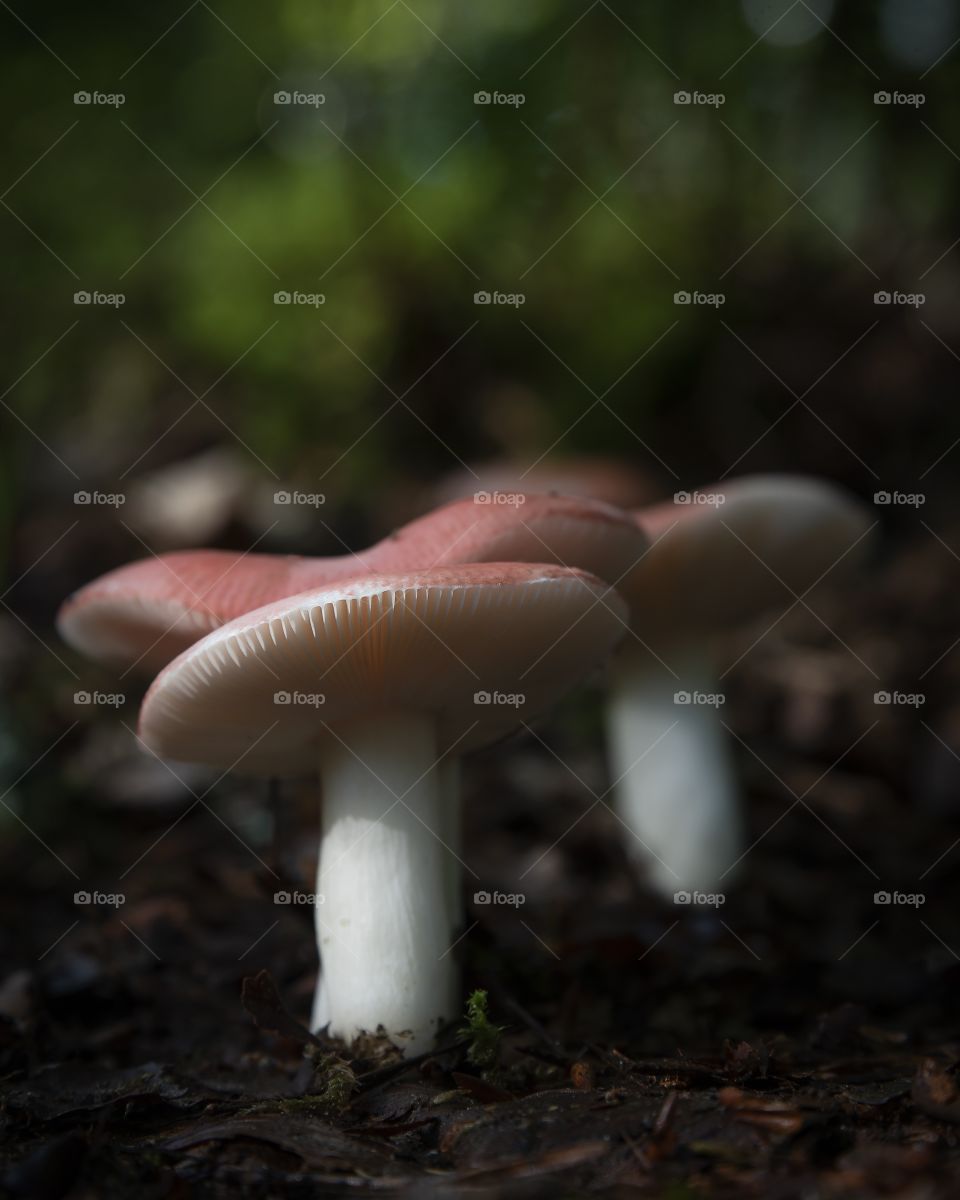 mushroom