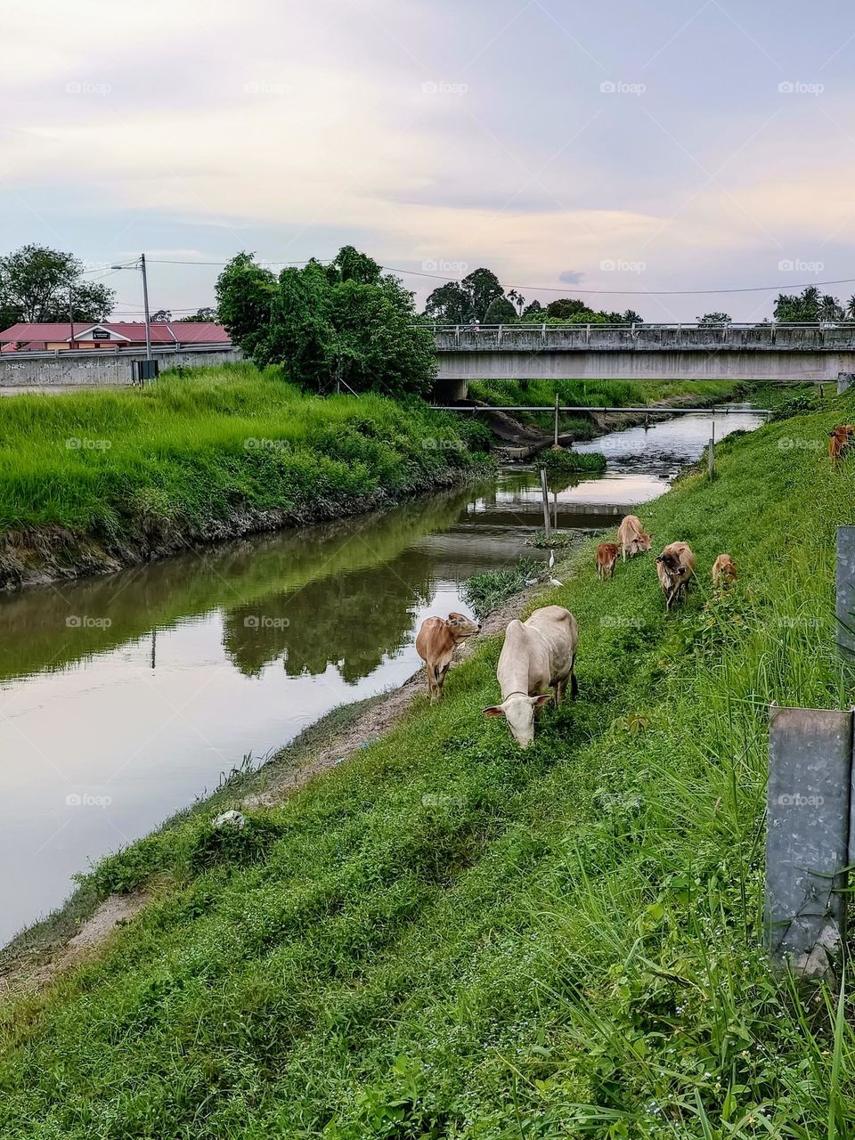 Animals at the river side beside the road.