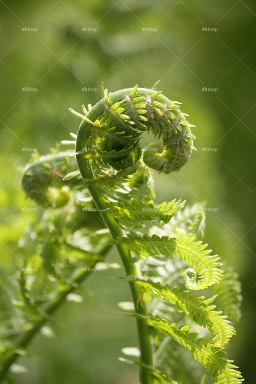 Fern sprout