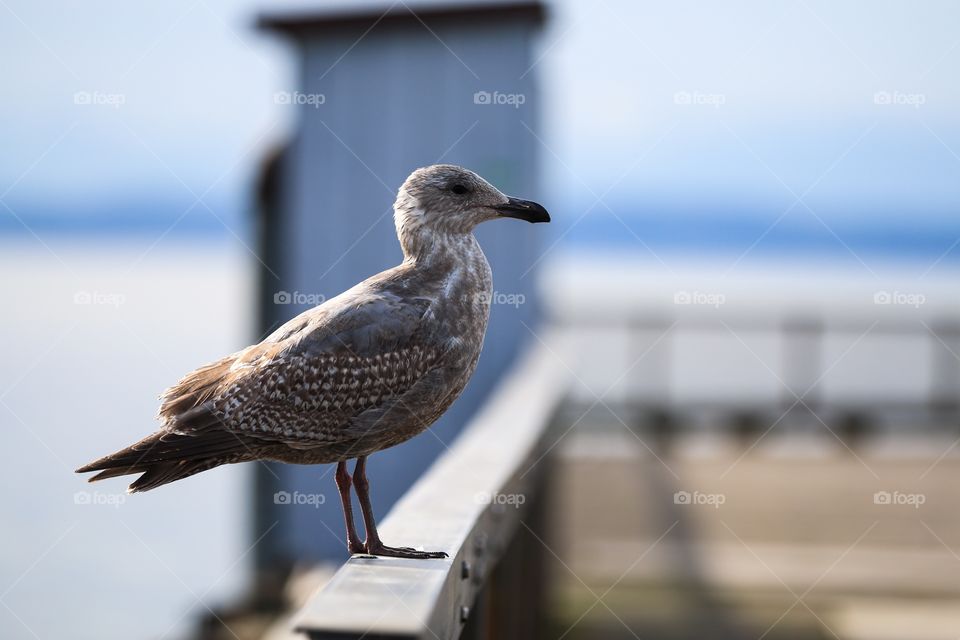 Seagull hanging on the fence