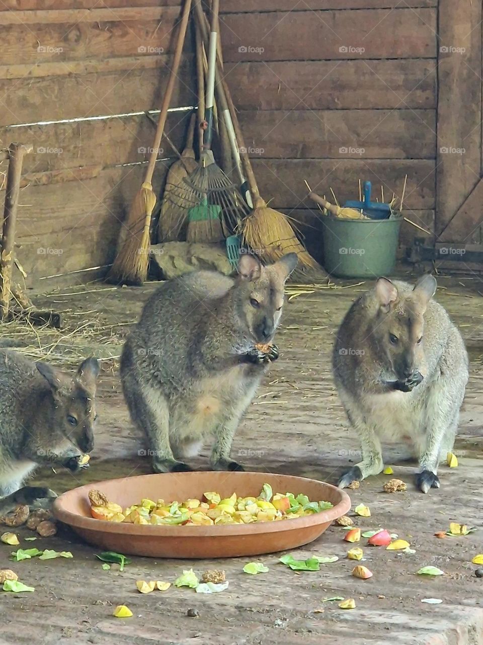 breakfast for kangaroos