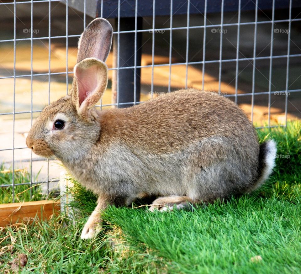 Brown rabbit in garden