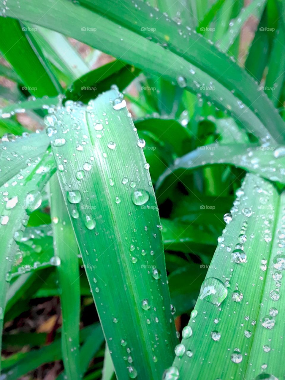 Water Droplets On  grass