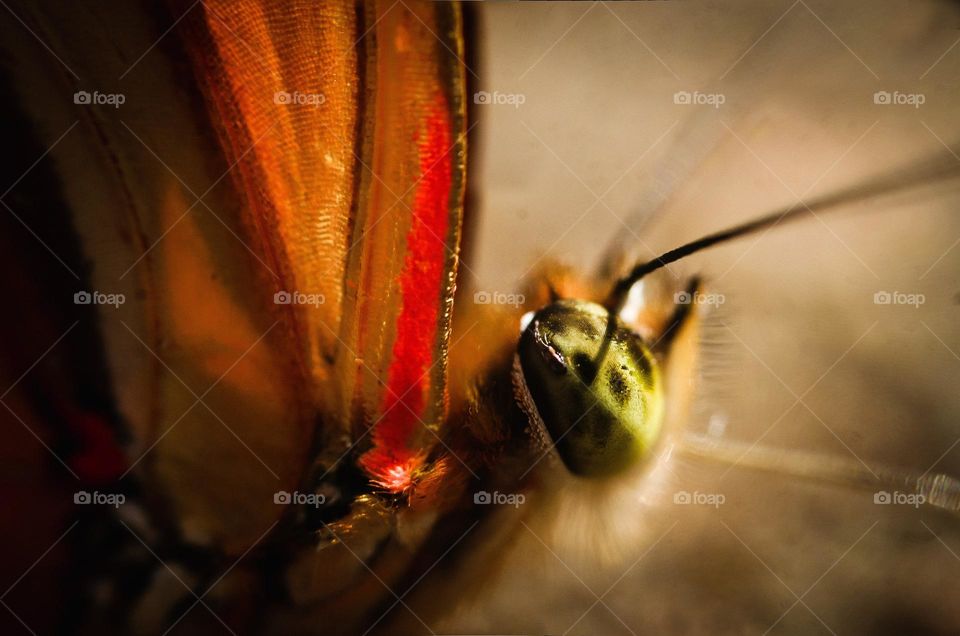 Macro detailed shot of a butterfly, with the details of the compound eye visible.