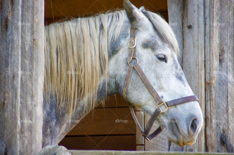 Pale Horse in Pale Barn