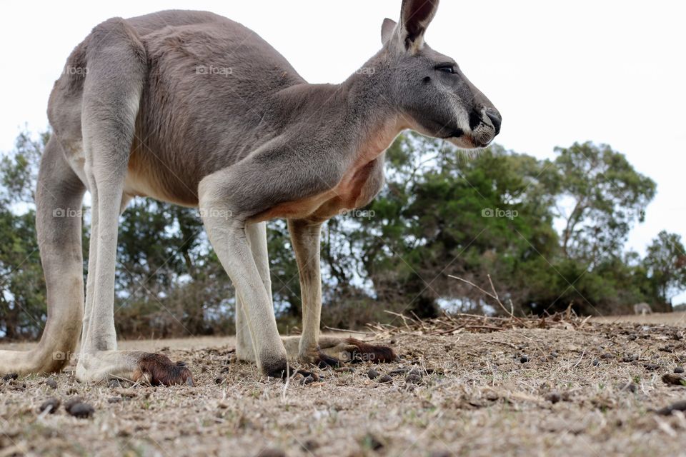 Kangaroo 