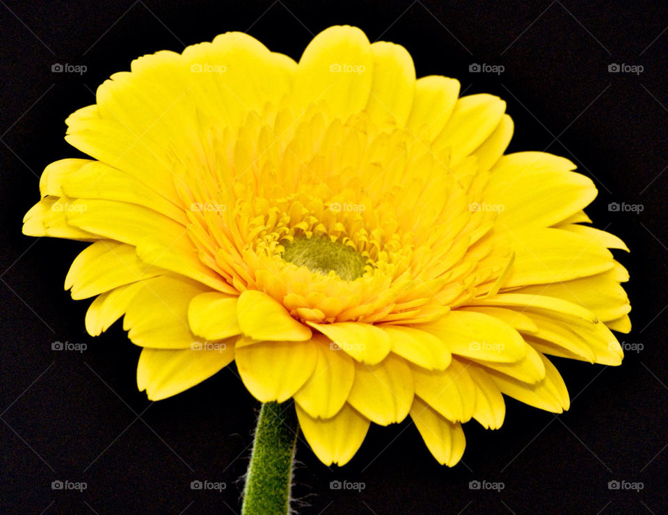 yellow petal colour beautiful by gp56