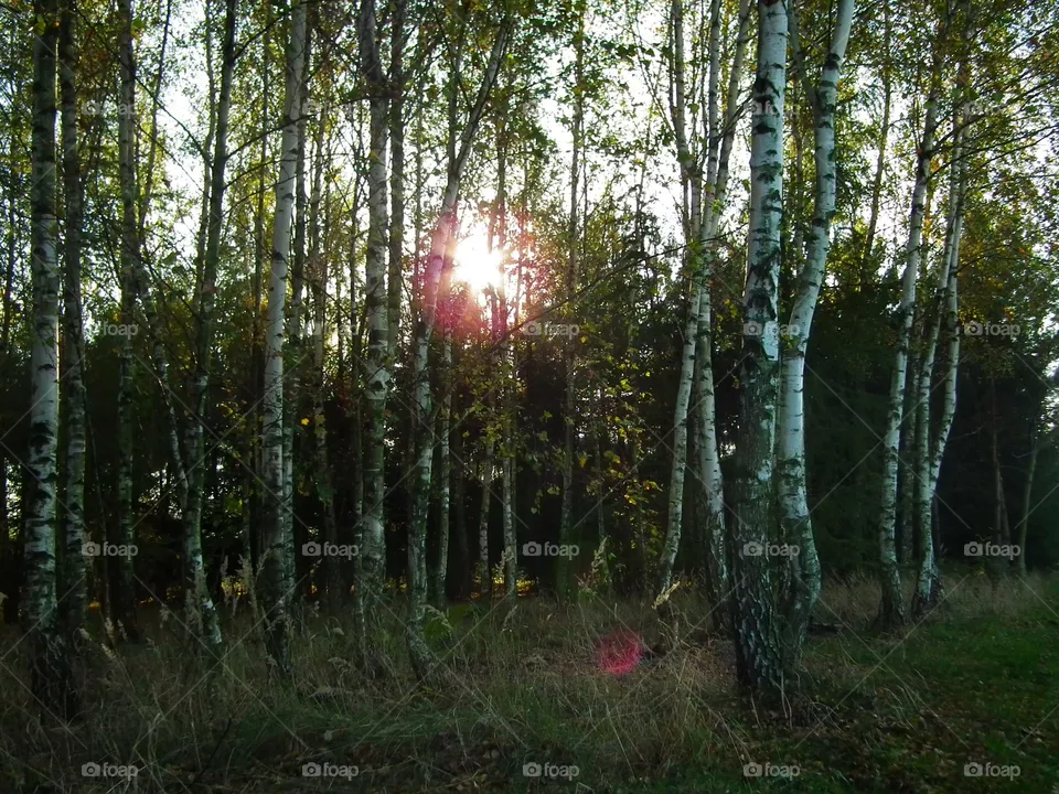 forest
