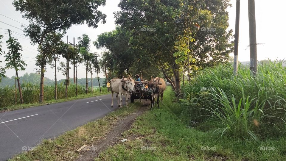 ada sapi di sawah Kediri