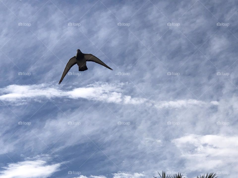 Beautiful flying pigeon in the sky 