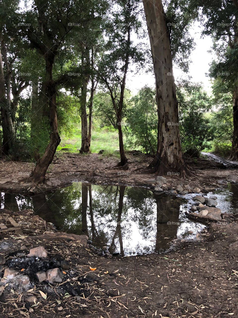 Green Trees reflecting on the puddles 