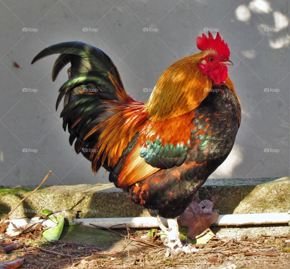 Rooster