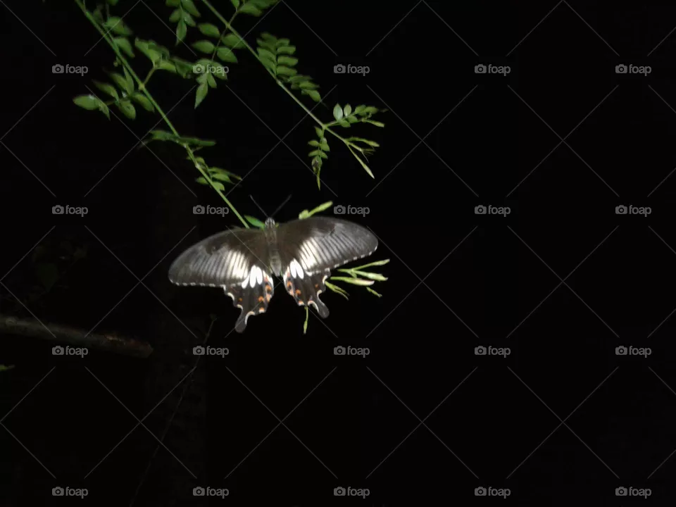 wildlife