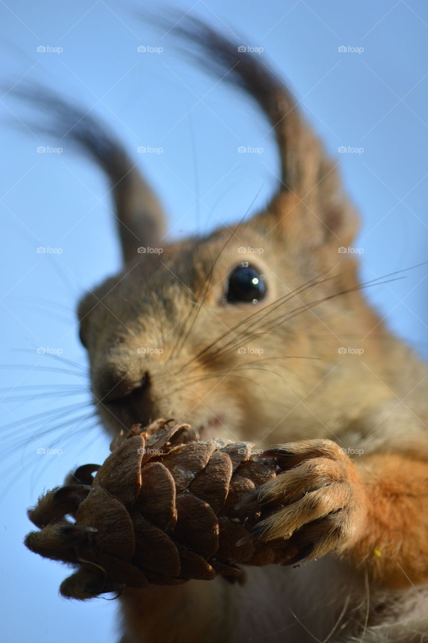 Rodent, Mammal, Squirrel, Nature, Wildlife