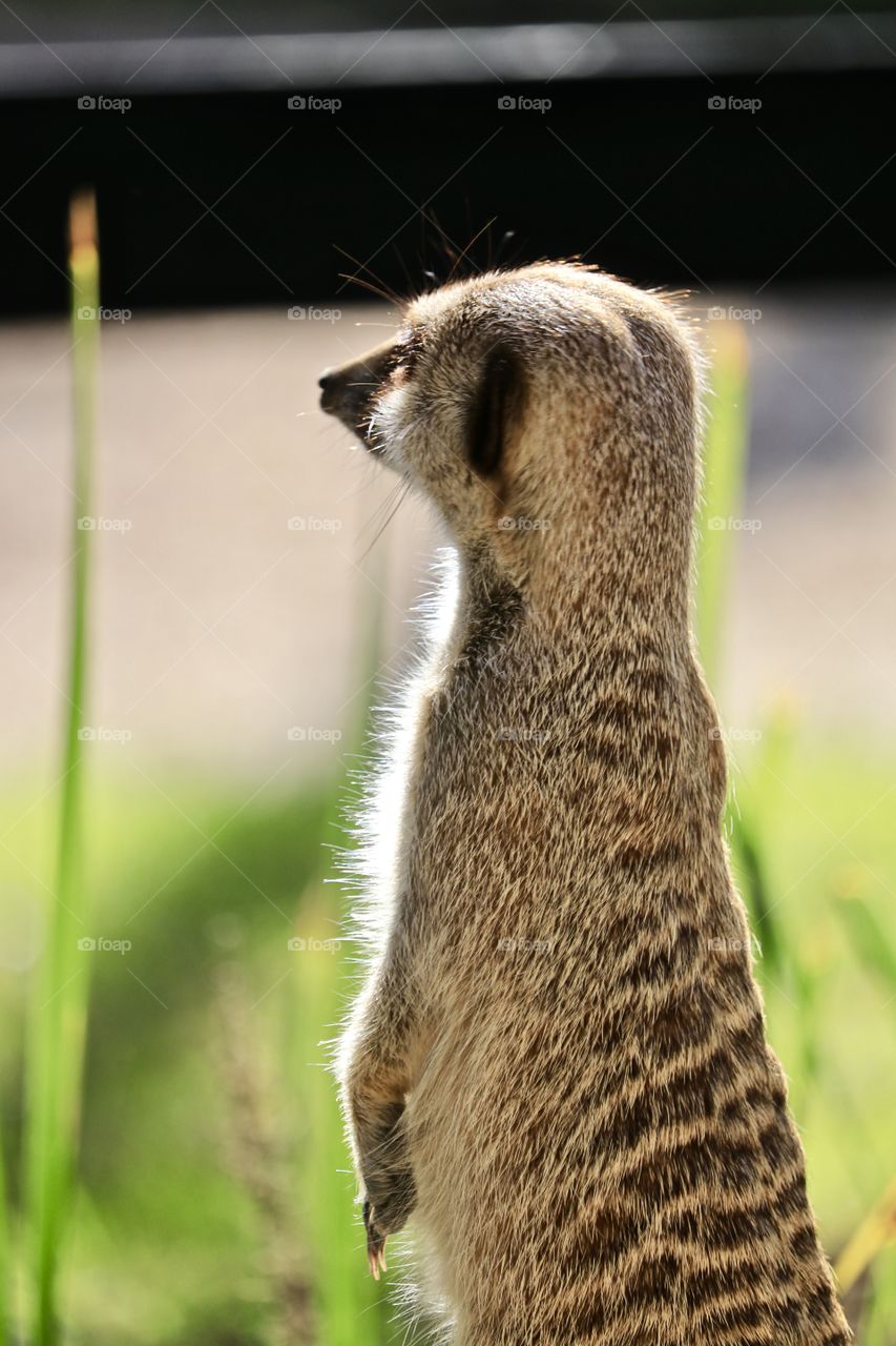 South African Meerkat standing, guarding, otherwise known as Suricate, mongoose family, closeup