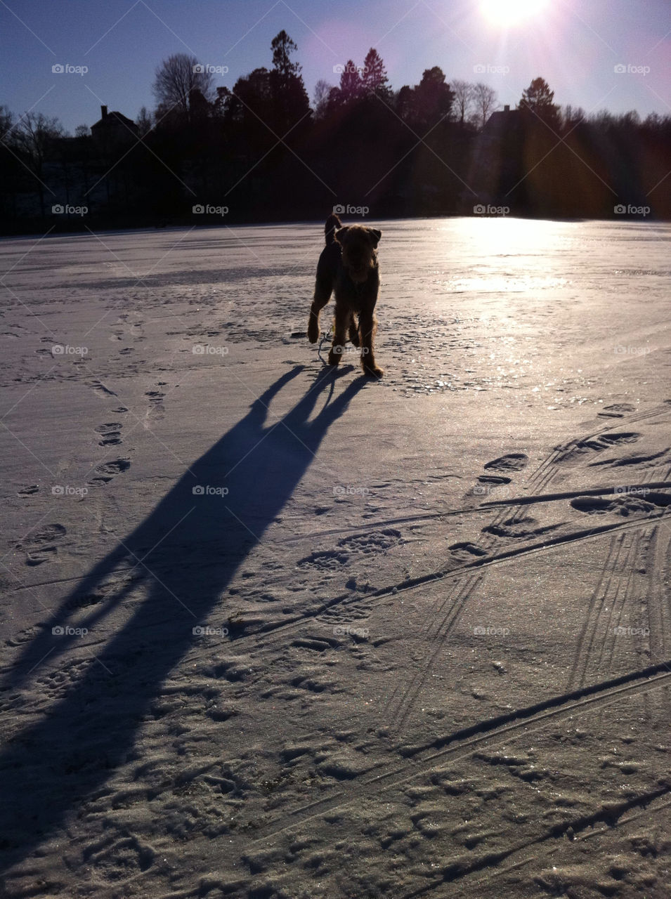 winter dog ice lake by haq