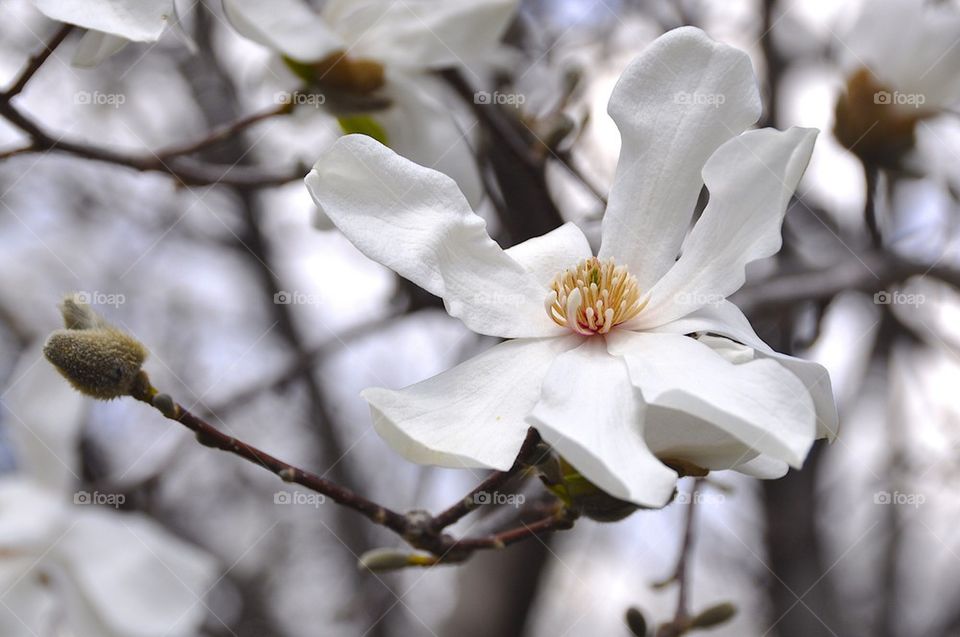 Star Magnolia 