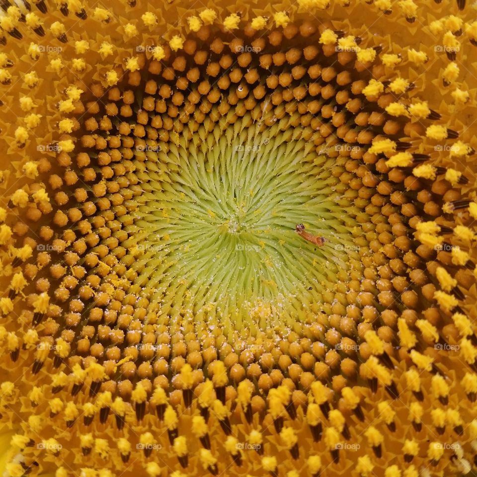 Flora, Sunflower, Bright, Color, Pollen