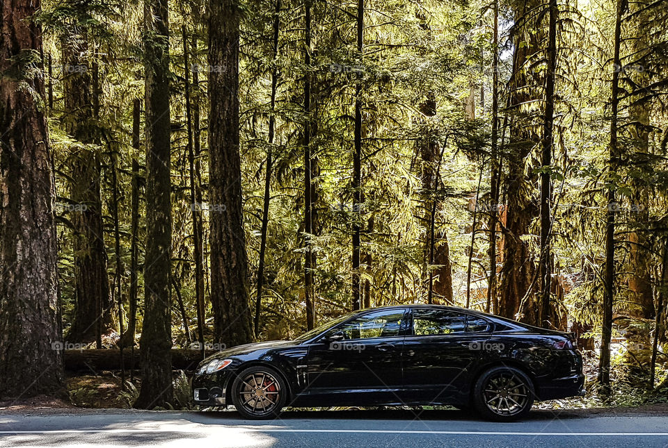 Jaguar xfr in the trees of cathedral Grove, Vancouver Island