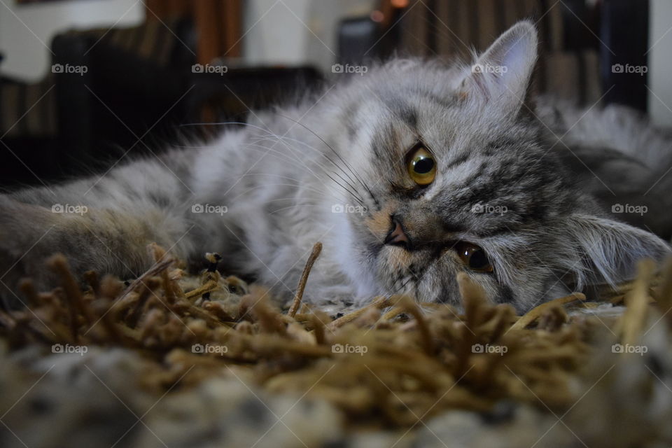 Cat lying on carpet