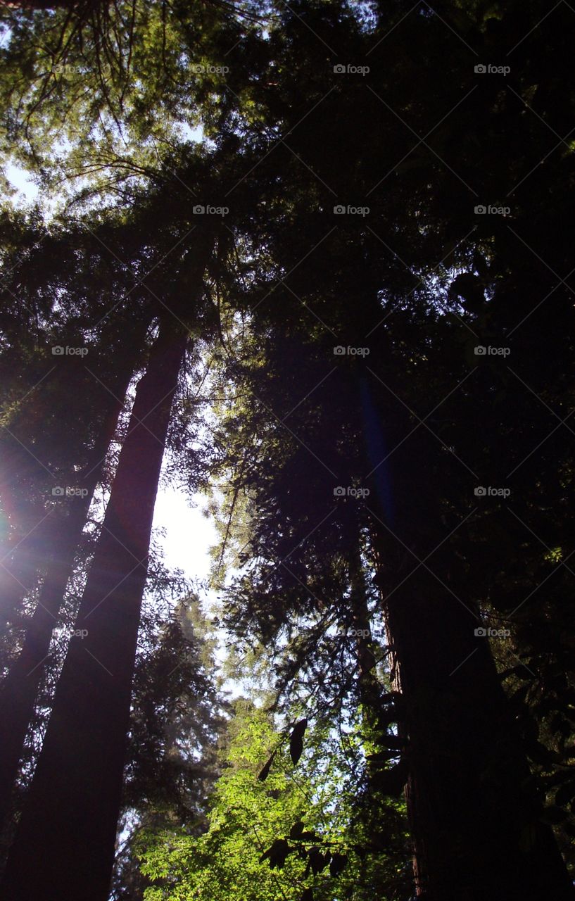 light through the redwoods