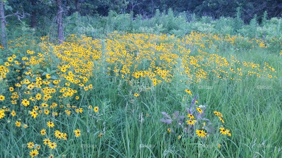 amazing flowers in the prairie