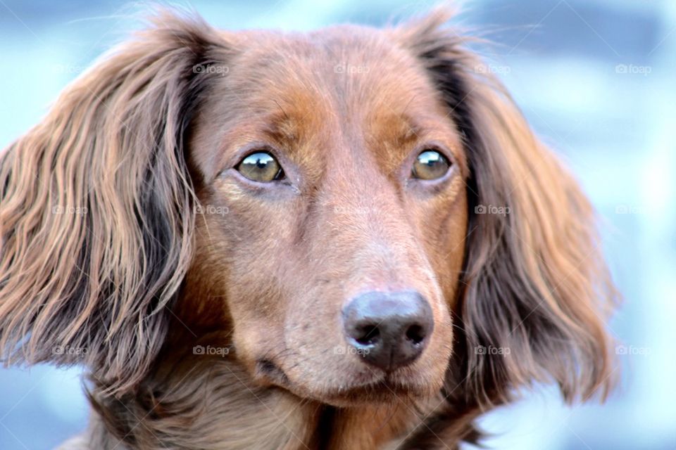 Dachshund Beauty