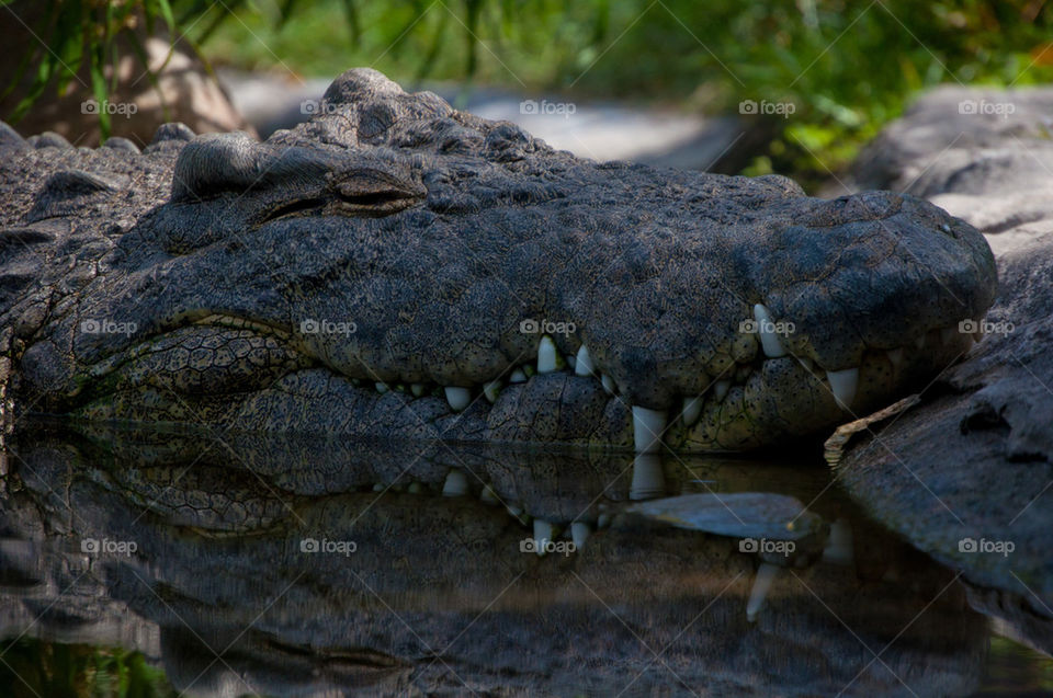 Nile Crocodile