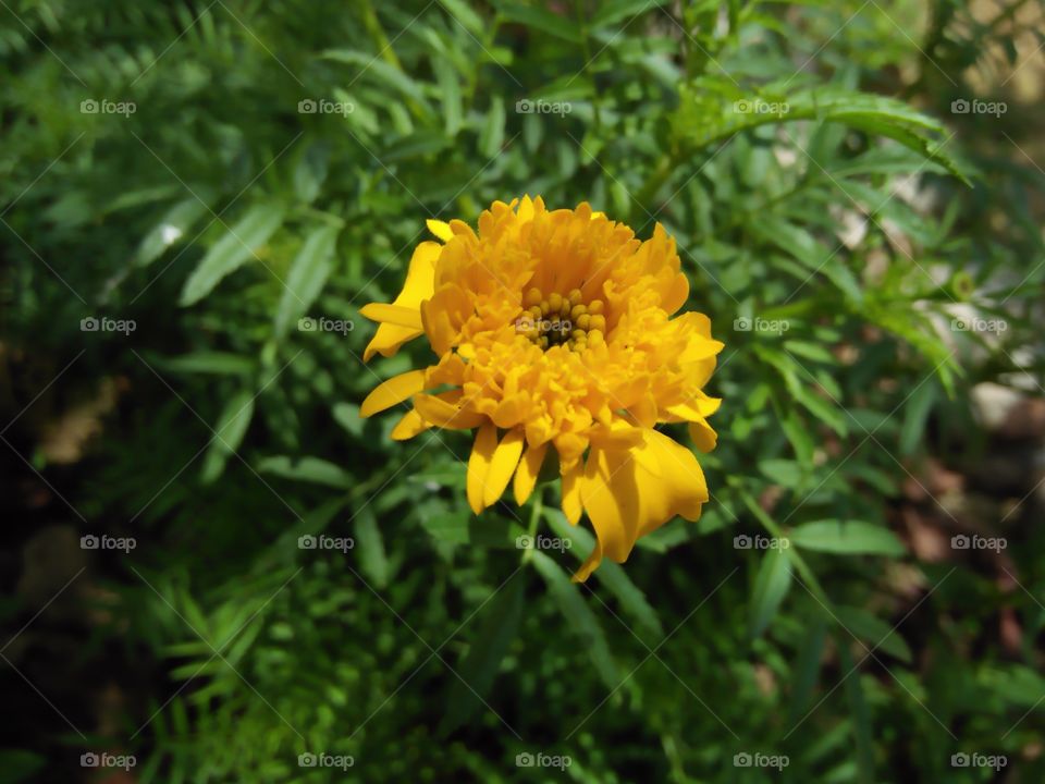 beautiful mari gold flower