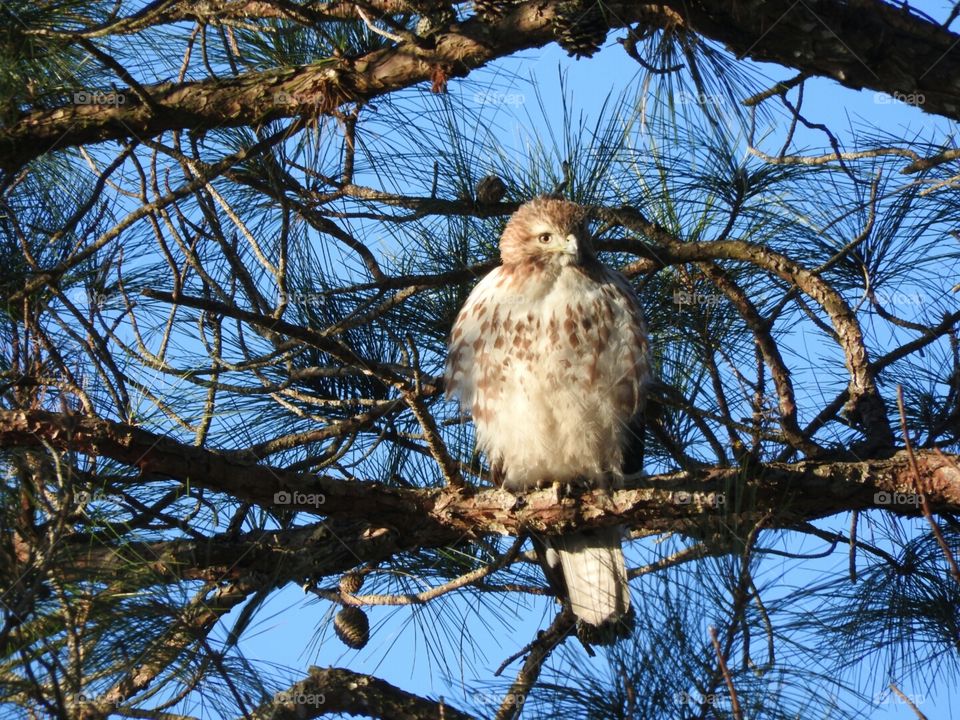 Bird of Prey showing off his fluffy coat