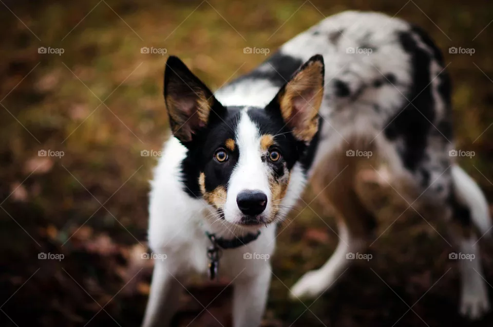 beautiful dog