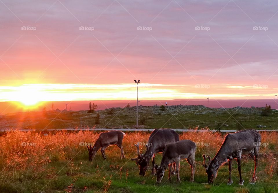 Reindeer on the mountain