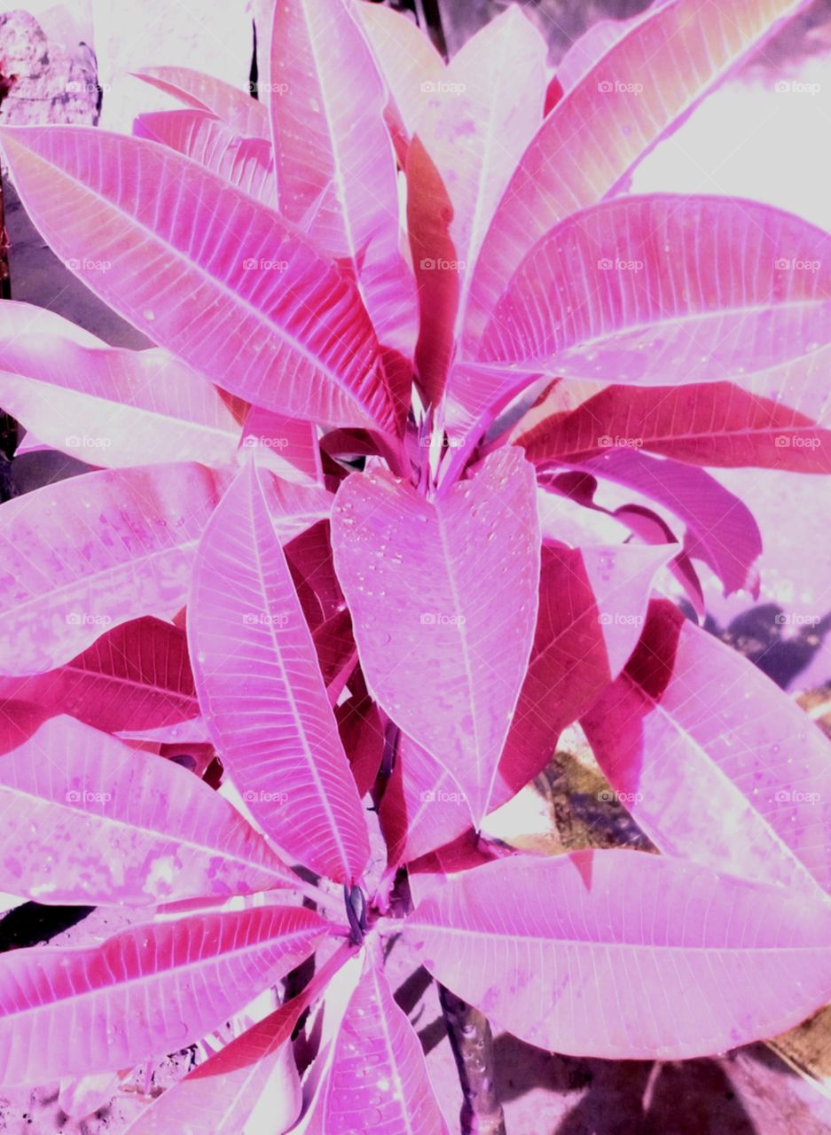 this beautiful image click in the garden