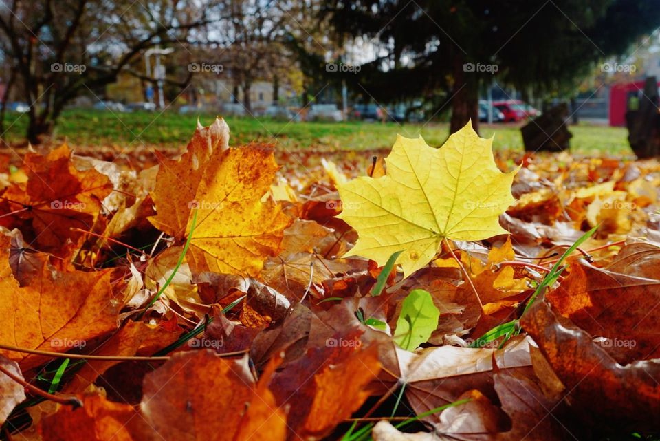 Autumn#colors#leaves