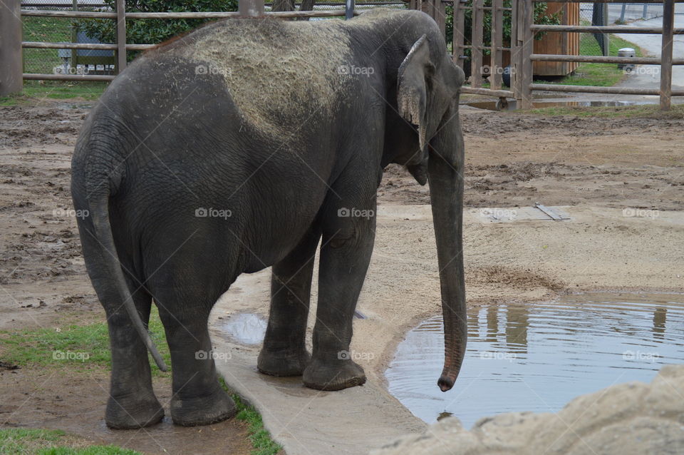 thirsty Elephant