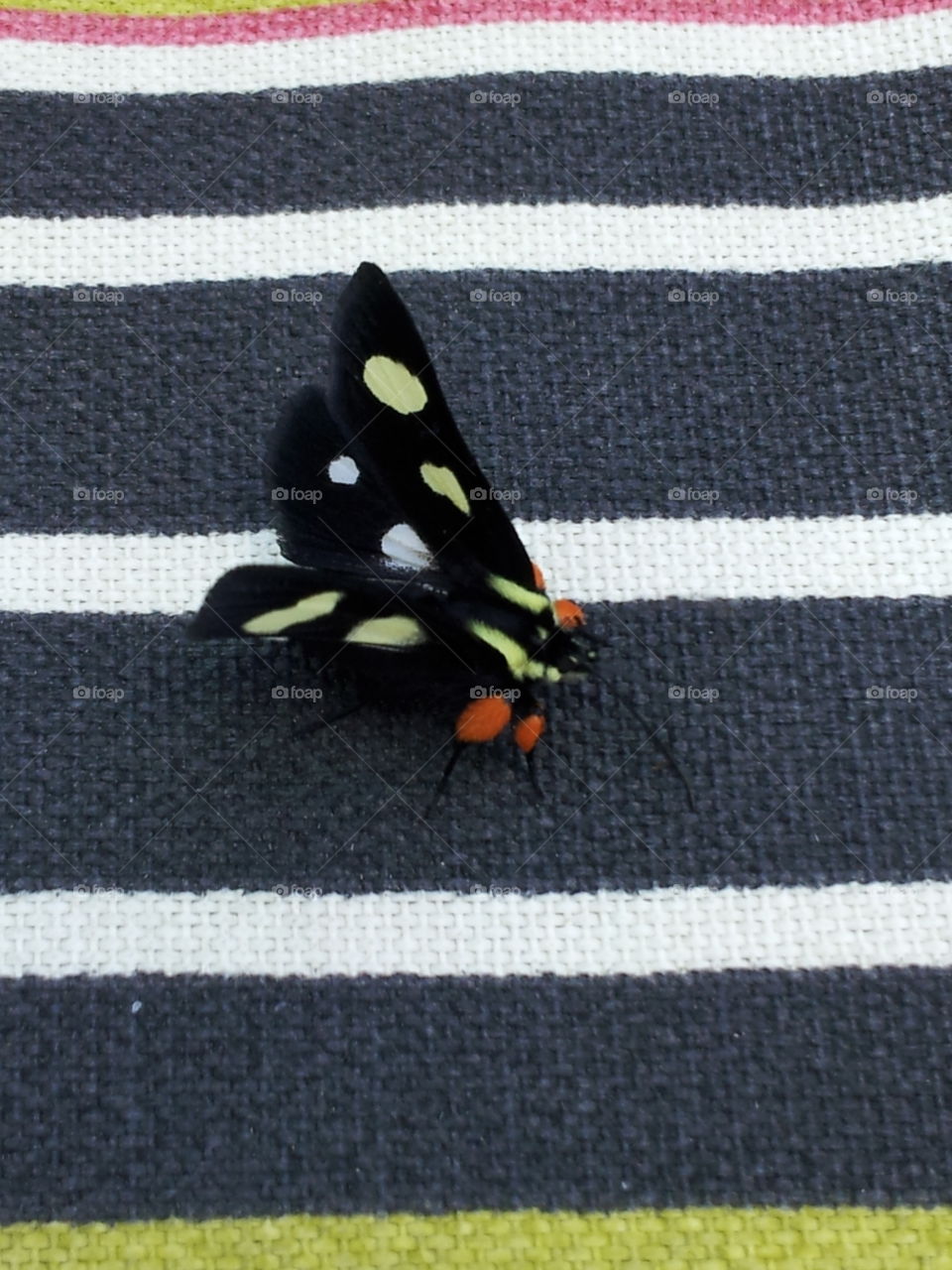 Black.Moth