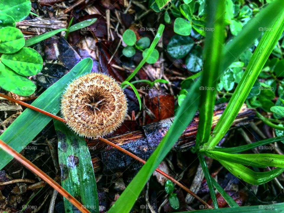 Fuzzy mushroom on a stick 