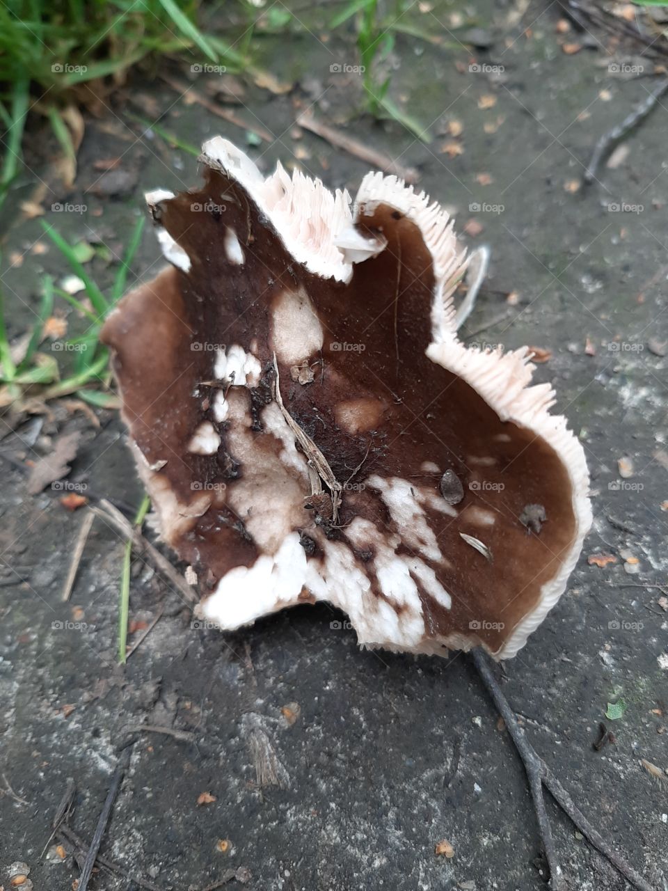 Меня  поели   улитки!