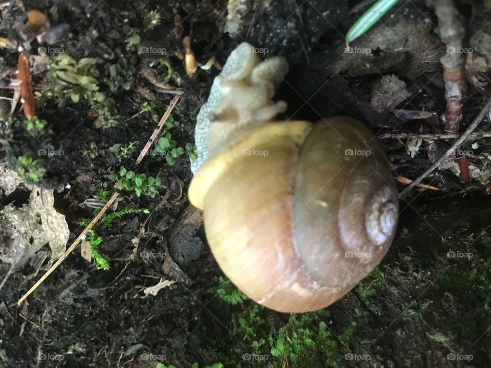 Forest snail 