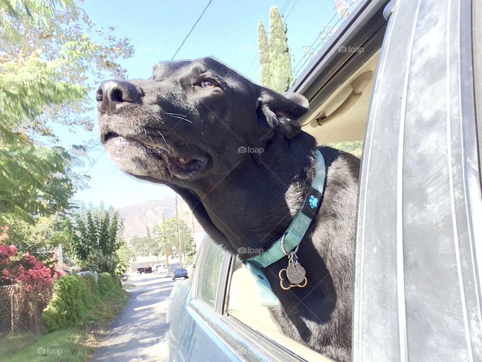 Close up of black dog looking out car window